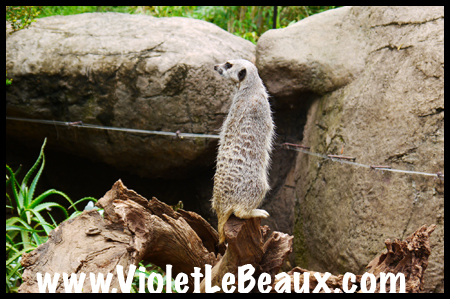 VioletLeBeaux-Melbourne-Zoo-1030334_1365 copy